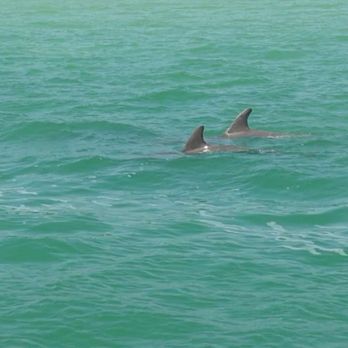 Fins Up Clearwater - Boat Tours Near Me - Tampa Bay, Florida