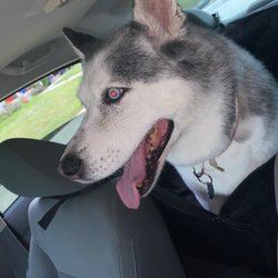 Nails to Tails Dog Spa - I