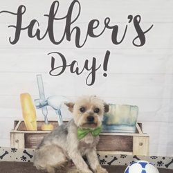 Dog Star Grooming