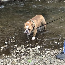 Beaver Meadow Family Campground - Creek area