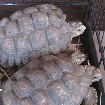 Maui Animal Farm - Petting Zoos Near Me - Lahaina, Hawaii