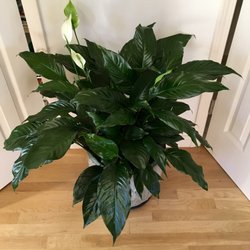 Annie's Flowers - Our beautiful Peace Lily from Annie's Flowers may have put on a little weight over the holidays...
