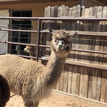 Que Sera Alpacas - Ranches Near Me - Santa Fe, New Mexico Que Sera Alpacas - Ranches Near Me - Santa Fe, New Mexico