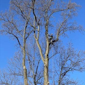 Ortiz Tree Service - Tree Services Near Me Ortiz Tree Service - Tree Services Near Me