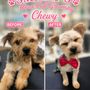 Photo of Smiley’s House Call Grooming
