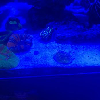 Whitlyn Aquatics - Scribble maze coral - Aquarium Services Near Me - Evansville, Indiana Whitlyn Aquatics - Scribble maze coral - Aquarium Services Near Me - Evansville, Indiana