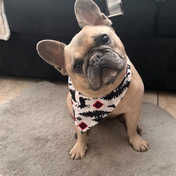A Doggies Delight - Pet Groomers Near Me - Las Vegas, Nevada