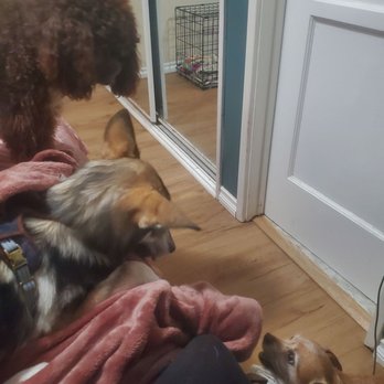 JM Dog Training - Dog Walkers Near Me