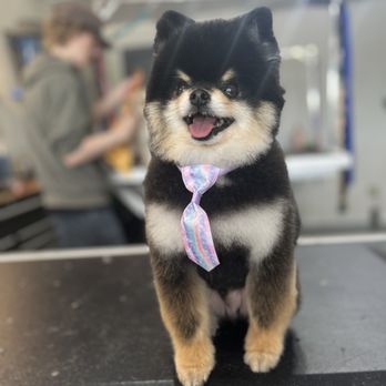 Ks Pup Parlor - Pet Groomers Near Me - Wichita, Kansas Ks Pup Parlor - Pet Groomers Near Me - Wichita, Kansas