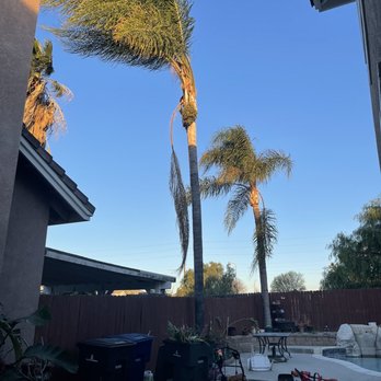 Saul’s Tree Service - Before and After - Tree Services Near Me Saul’s Tree Service - Before and After - Tree Services Near Me