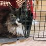 Photo of Hartland Cat Hospital