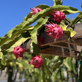 Yasuda Tree Nursery - Nurseries & Gardening Near Me - Bonsall, California Yasuda Tree Nursery - Nurseries & Gardening Near Me - Bonsall, California