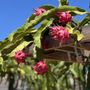 Photo of Yasuda Tree Nursery