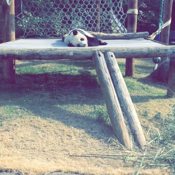 Memphis Zoo - Panda named yaya - Zoos Near Me - Memphis, Tennessee Memphis Zoo - Panda named yaya - Zoos Near Me - Memphis, Tennessee