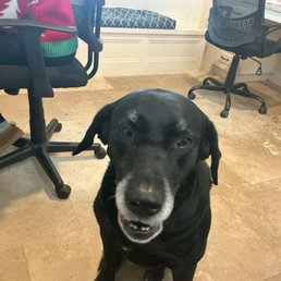 My dog seeing my burger on the table