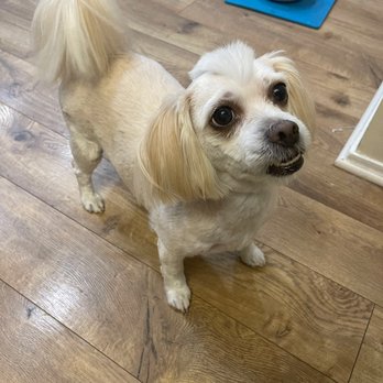 Shine Mobile Grooming - Requested Mohawk! - Pet Groomers Near Me Shine Mobile Grooming - Requested Mohawk! - Pet Groomers Near Me