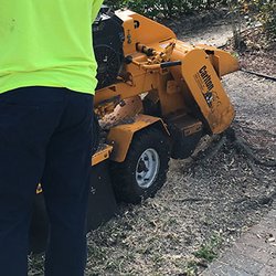 Palm Beach Tree & Landscape - Stump Grinding