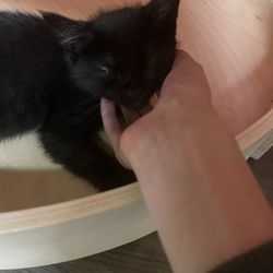 Tiny Lions Lounge and Adoption Center