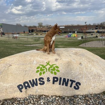 Paws and Pints - The boy enjoying the view in the backyard. - Dog Parks Near Me - Des Moines, Iowa