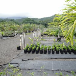 Ladybug Plants - Large nursery