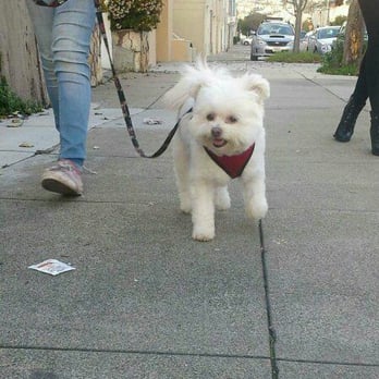 Bark'n Bubbles - Ivys haircut at Barks n Bubbles! I love it!! - Pet Groomers Near Me - South San Francisco, California Bark'n Bubbles - Ivys haircut at Barks n Bubbles! I love it!! - Pet Groomers Near Me - South San Francisco, California