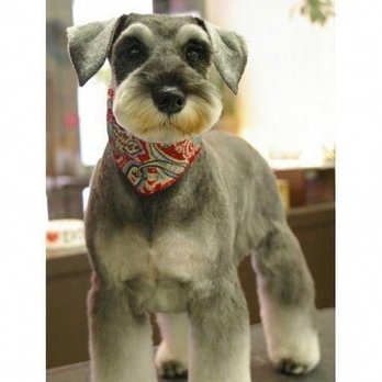 Happy Hounds Grooming - Photo that I shared with the groomer for reference on cut. - Pet Groomers Near Me - Hutto, Texas
