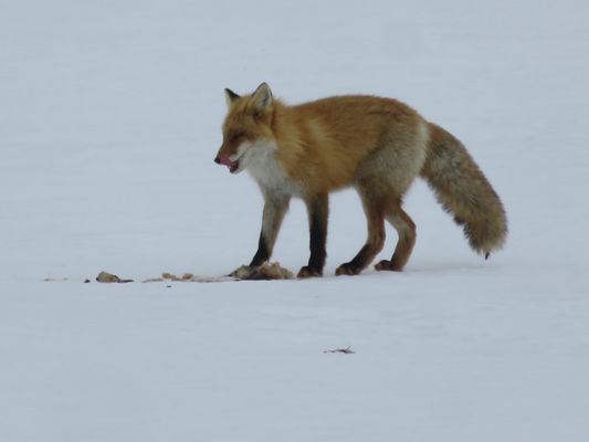 Kiyosato Ihatov Hostel by null
