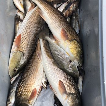 Tideline Charters - Fishing Near Me - Apalachicola, Florida Tideline Charters - Fishing Near Me - Apalachicola, Florida