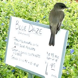 Bird on sign advertising Blue Daze.