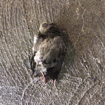 Walgreens - A baby pigeon who passed away by suffering and torture of WALGREENS AND WESTERN EXTERMINATORS - Drugstores Near Me - Los Angeles, California Walgreens - A baby pigeon who passed away by suffering and torture of WALGREENS AND WESTERN EXTERMINATORS - Drugstores Near Me - Los Angeles, California