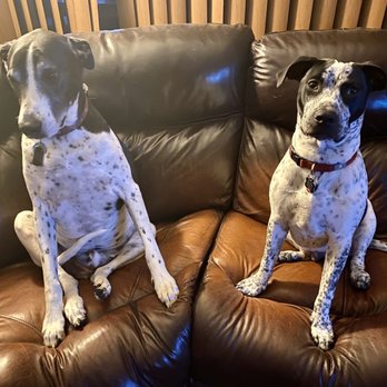 Pet Emergency Center - "Ranger" & "Goose" - Veterinarians Near Me - Fort Lauderdale, Florida Pet Emergency Center - "Ranger" & "Goose" - Veterinarians Near Me - Fort Lauderdale, Florida