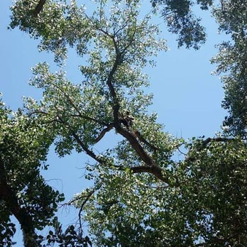 Antonio' s Tree Service -  view of the canopy of a tree - Tree Services Near Me - Albuquerque, New Mexico