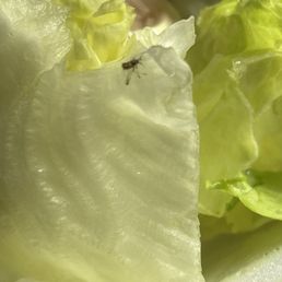Bugs on salad Bugs on salad