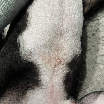 Cd'A Pet Resort - Juniors rash from his infection not being cleaned. Aka his rash from neglect. - Pet Training Near Me - Coeur d'Alene, Idaho