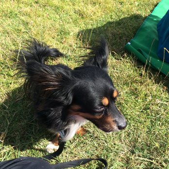 Basin AH1 Dog Park - Myyy shy little missile(: - Dog Parks Near Me - Fresno, California