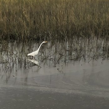 West Ashley Greenway - Great Egret - Hiking Near Me