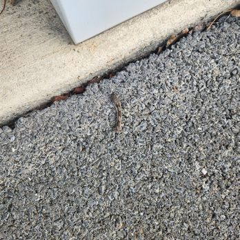 Route 37 Self Storage - Baby copperhead - Self Storage Near Me - Winchester, Virginia