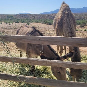 Camel Safari - Zedonk and camel - Zoos Near Me - Bunkerville, Nevada