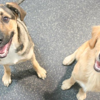 Ufuria - Love how they send you pictures of your baby from time to time while they're playing with their friends. - Pet Training Near Me - Rancho Cucamonga, California