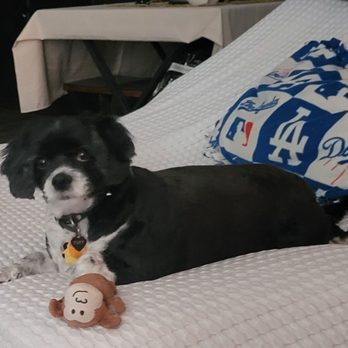 Gem's Pet Spaw - Pet Groomers Near Me - Indio, California Gem's Pet Spaw - Pet Groomers Near Me - Indio, California