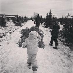 Bosch's Country View Nursery - Put the freshly sawed tree in a sled and bring it back to get shaken and packaged up for home.