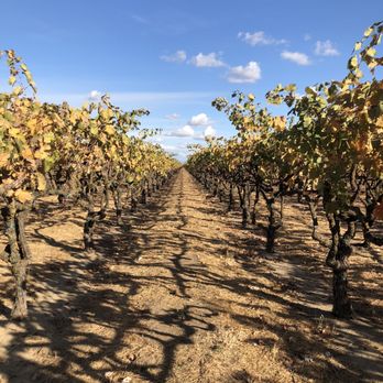 Stonum Vineyards and Winery - Such a pretty property. - Wineries Near Me - Lodi, California Stonum Vineyards and Winery - Such a pretty property. - Wineries Near Me - Lodi, California