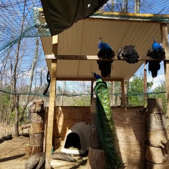 Animal Adventures - Indian Blue Peafowl - Zoos Near Me - Bolton, Massachusetts Animal Adventures - Indian Blue Peafowl - Zoos Near Me - Bolton, Massachusetts