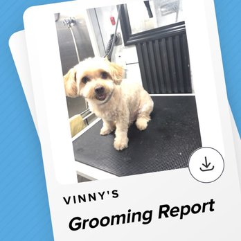 Pawradise Mobile Grooming - After report - Pet Groomers Near Me