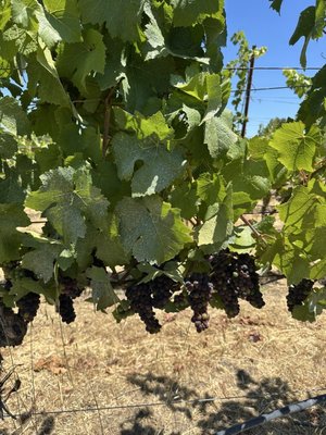 Inman Family Wines by null