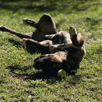 Specialty Dog Training - Pet Training Near Me - Oceanside, California
