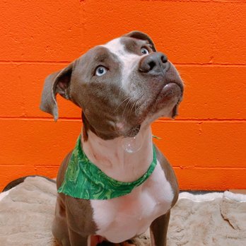 The Pooch Patio - In his room - Pet Stores Near Me - Dallas, Texas The Pooch Patio - In his room - Pet Stores Near Me - Dallas, Texas