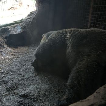 Bearizona - Inside the Grizzly Bear den 7/2024 - Zoos Near Me - Williams, Arizona Bearizona - Inside the Grizzly Bear den 7/2024 - Zoos Near Me - Williams, Arizona