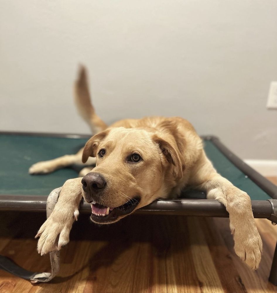 GOOD DOG, DYNO Updated October 2024 8345 W 16th Ave, Lakewood