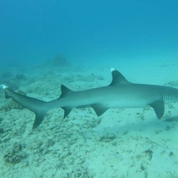 Rainbow Scuba Hawaii - A few white tip sharks down there. Ken also pointed these out for all of us to see! - Boating Near Me - Honolulu, Hawaii Rainbow Scuba Hawaii - A few white tip sharks down there. Ken also pointed these out for all of us to see! - Boating Near Me - Honolulu, Hawaii